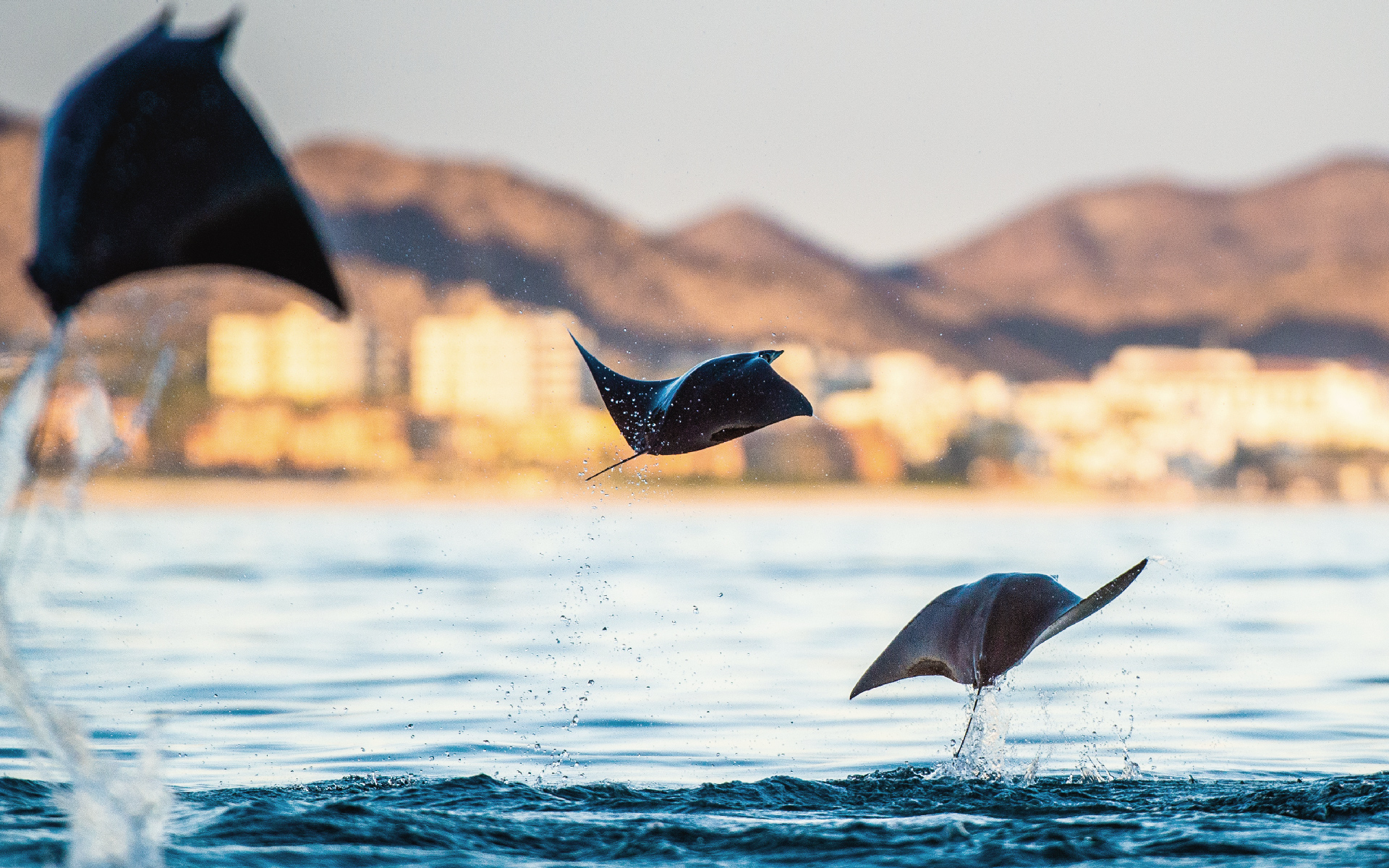 Sting Rays & Ocean