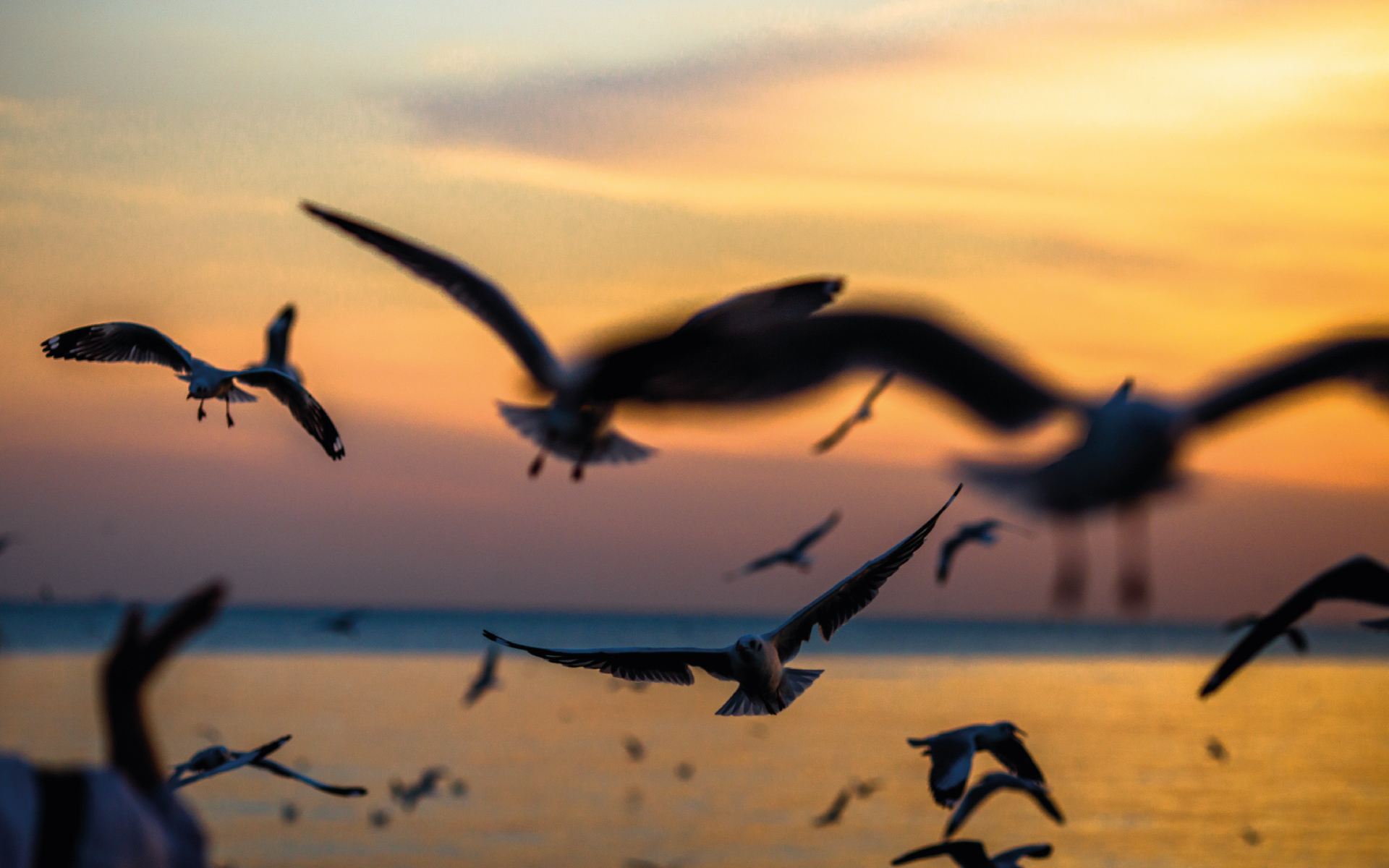 Birds flying