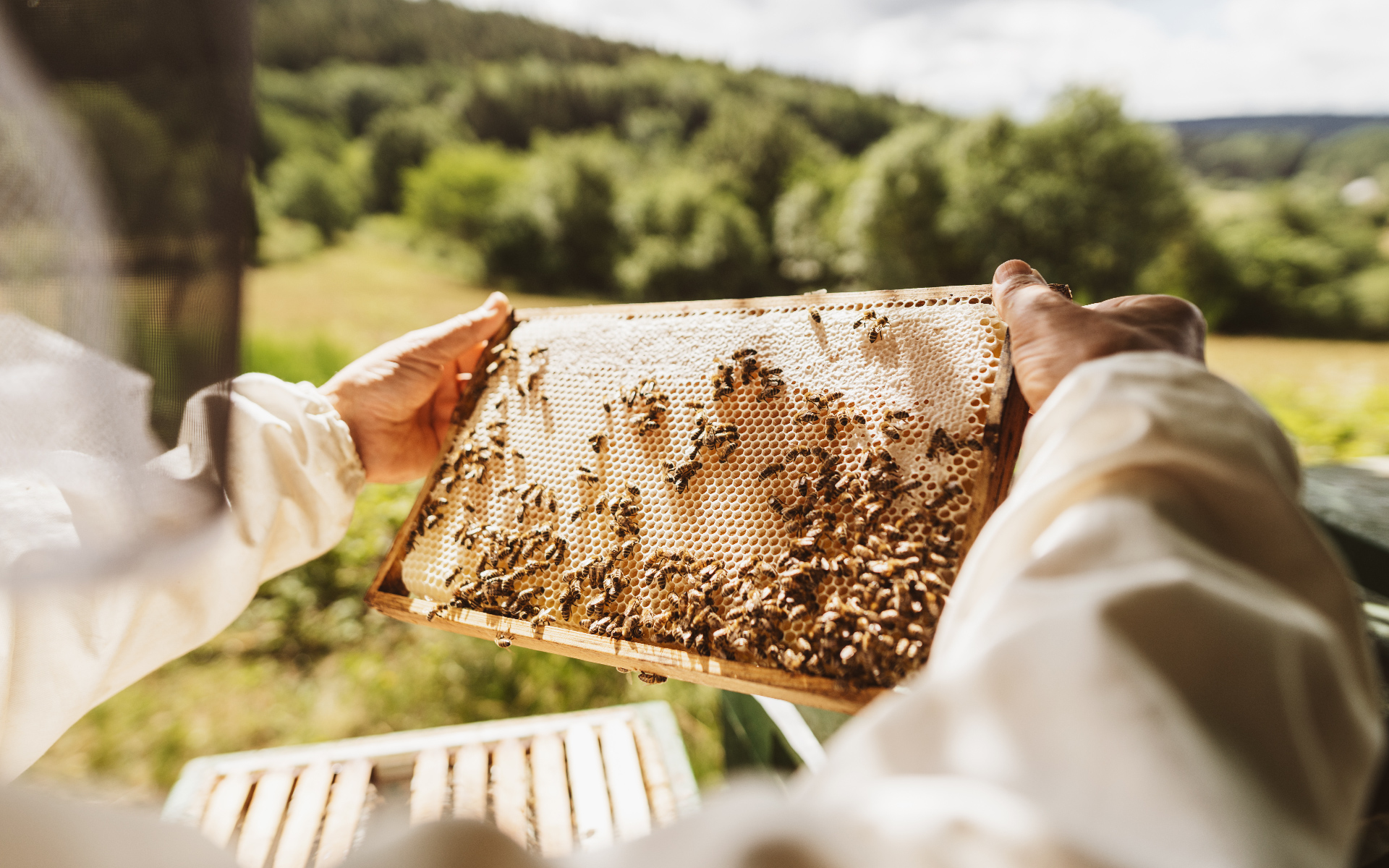 worker bees on hive symbolising returning to work