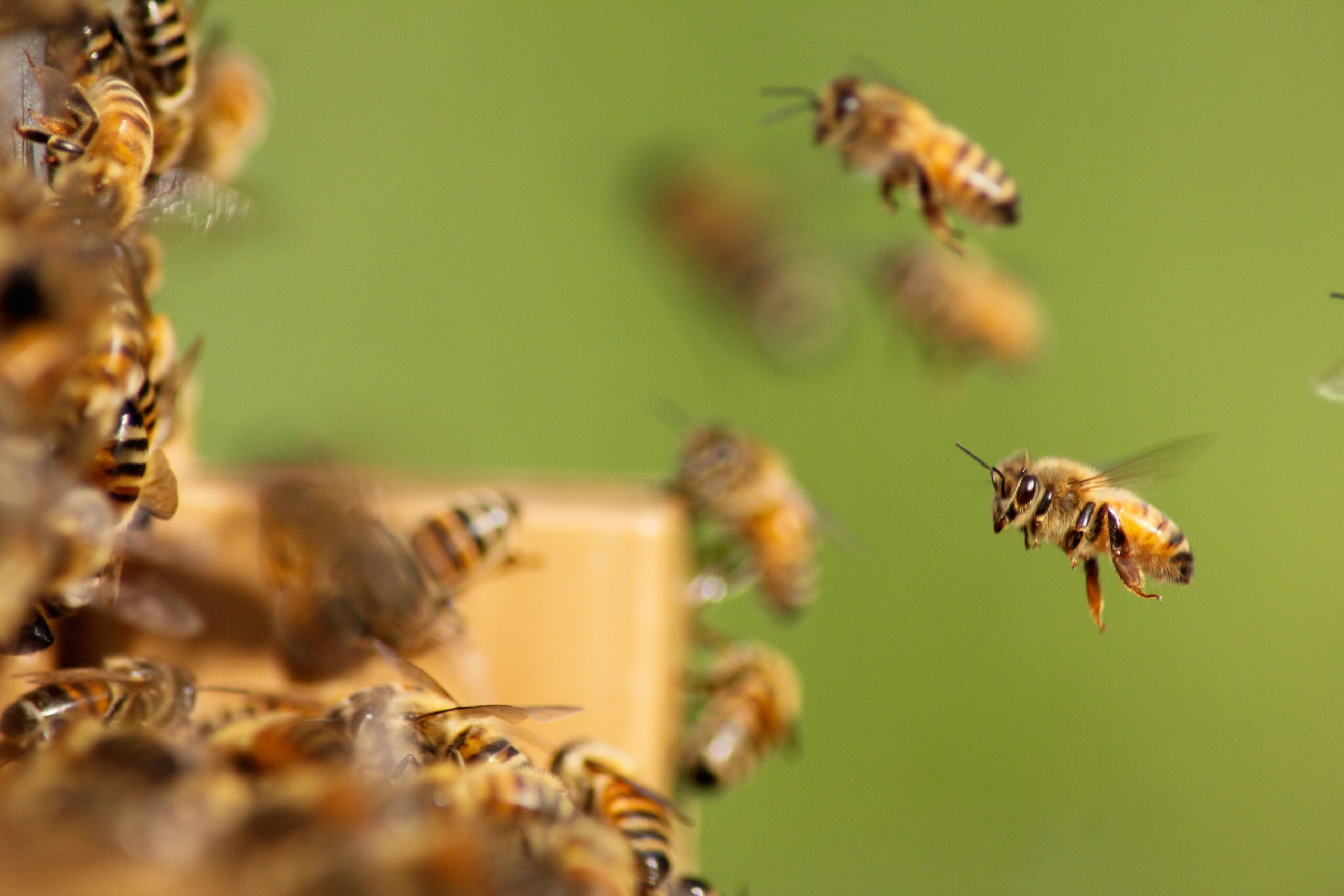 Worker bees - strategic workforce planning
